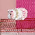 Pipsqueak Guinea Pig